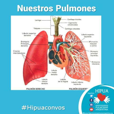 Sobre nuestros pulmones