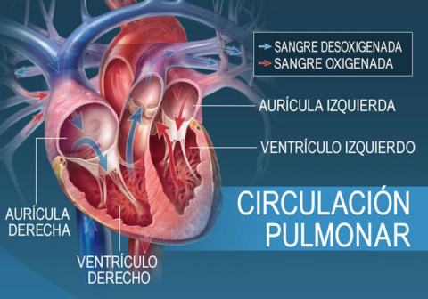 ¿A qué se llama Circulación Pulmonar? ¿En qué consiste?