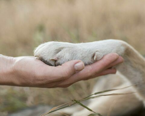 Discapacidad y salud: los animales son aliados para la rehabilitación